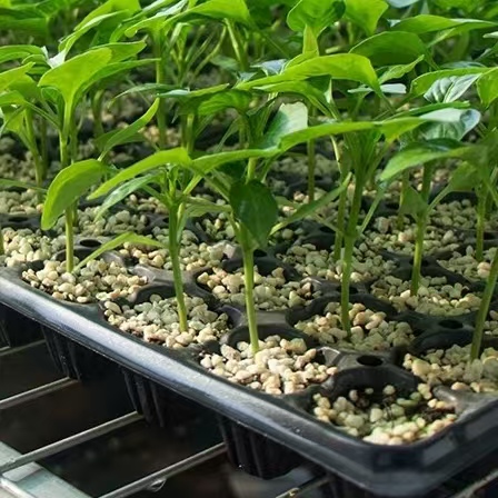 garden plastic seeding nursery tray with holes