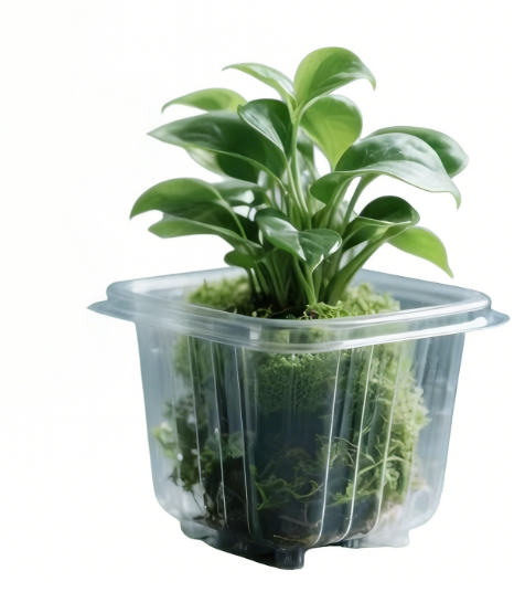 transparent plant shipping packaging