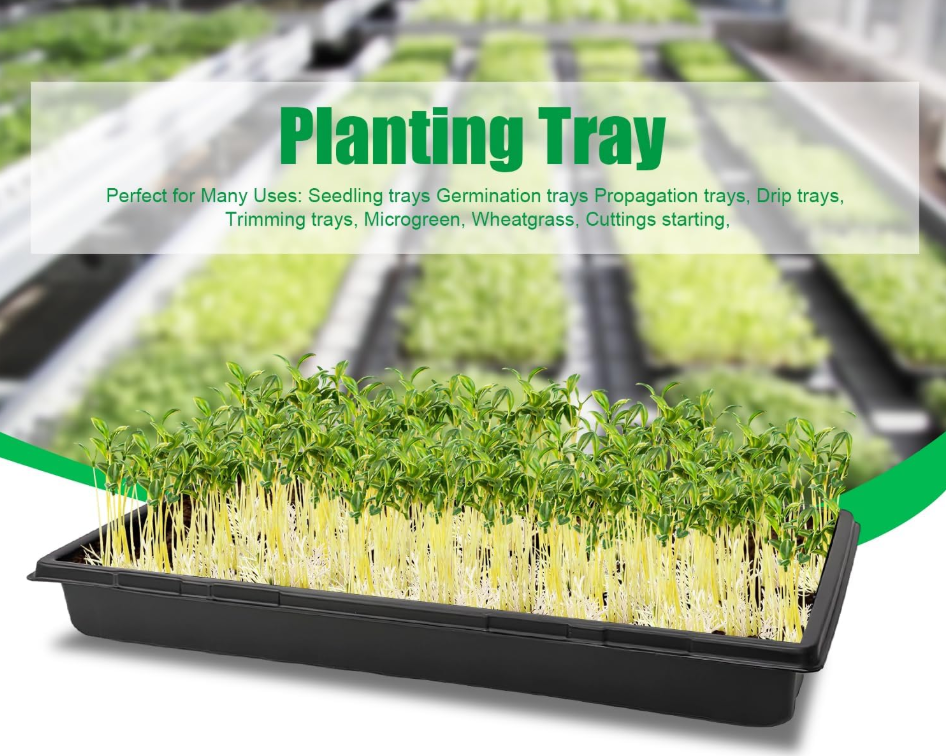 Black seedling tray